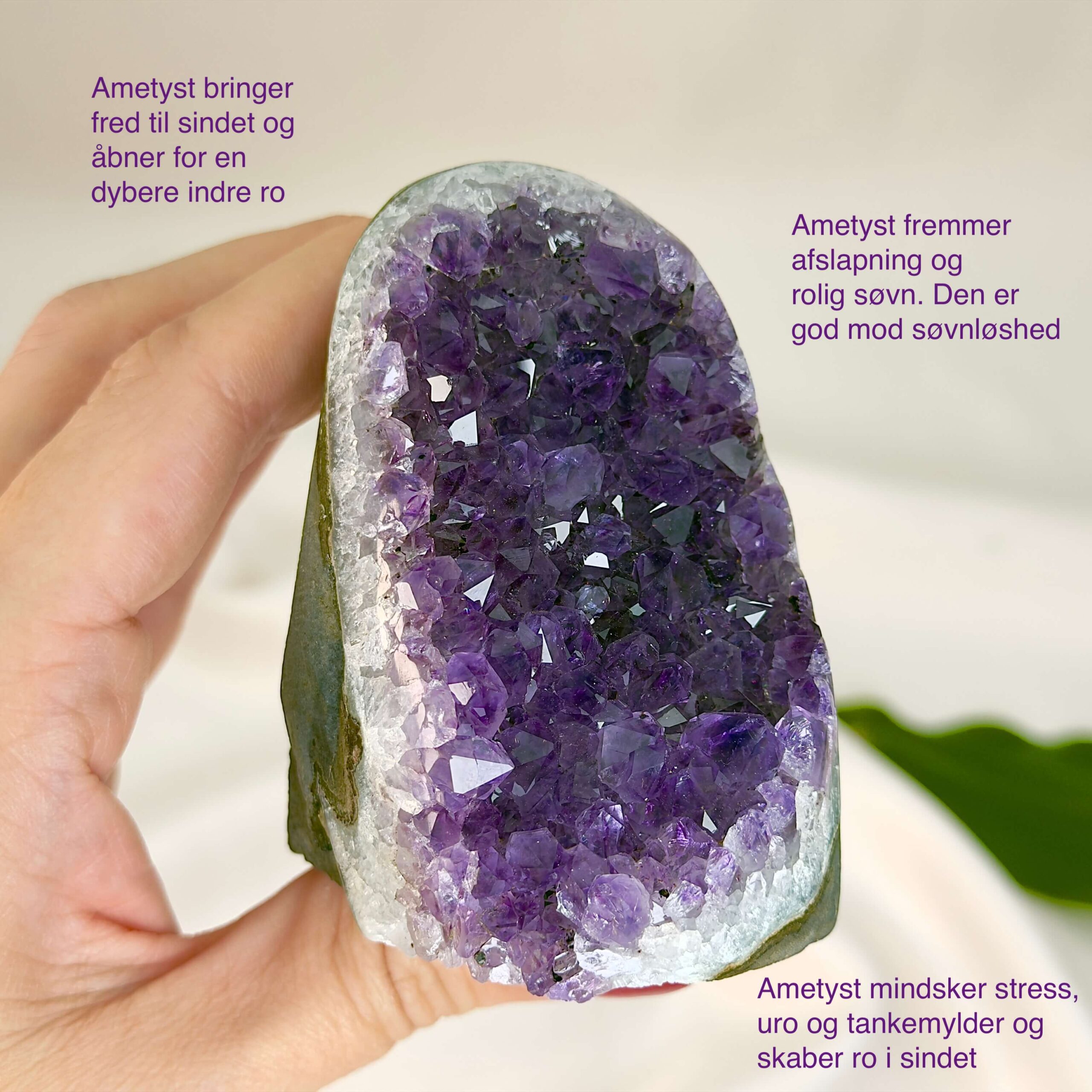 Ametyst krystal rå grotte klynge sten i hånd med hvid baggrund med tags