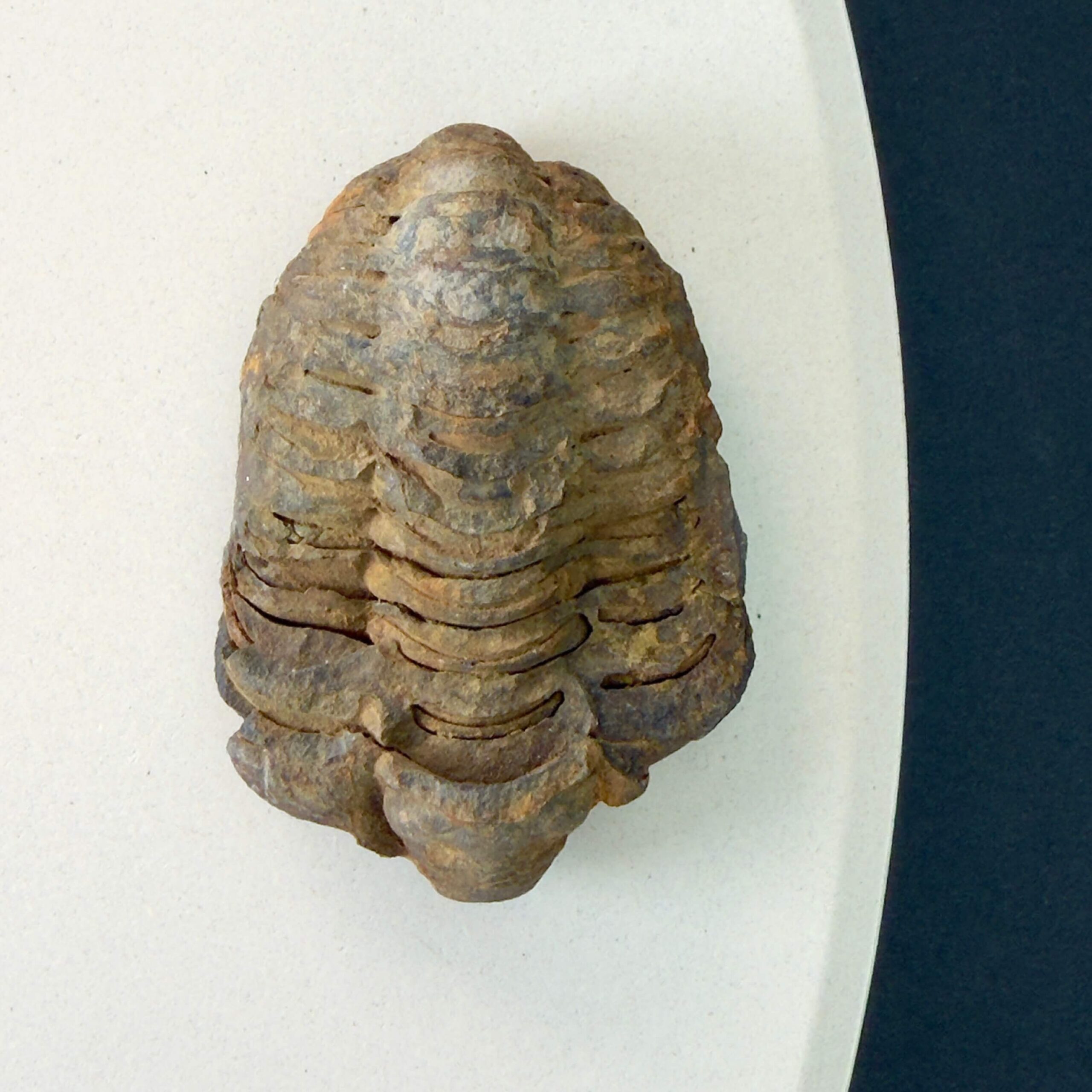 Trilobit fossil på hvid baggrund
