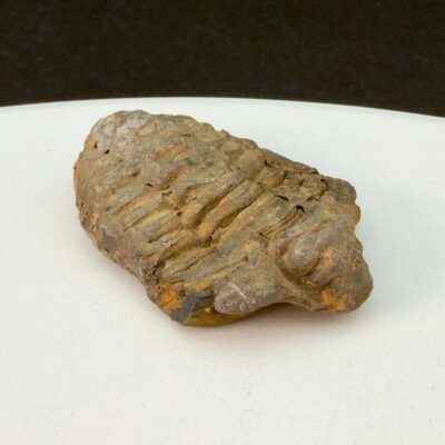 Trilobit fossil på hvid baggrund