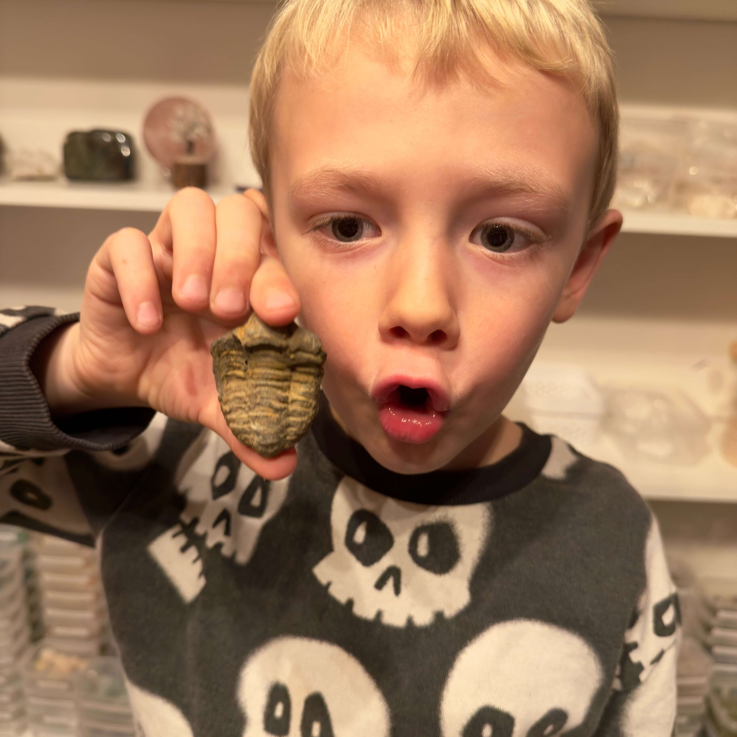 Trilobit fossil i hånd på dreng Elias