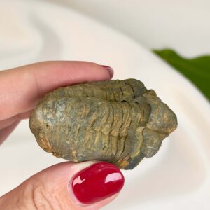Trilobit fossil på hvid baggrund i hånd