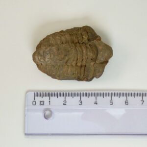 Trilobit fossil på hvid baggrund med lineal