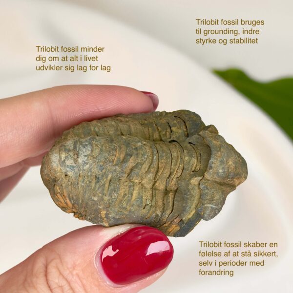 Trilobit fossil på hvid baggrund i hånd med tags