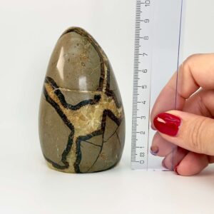 Septarie Freeform Krystal Sten i hånd med lineal på hvid baggrund