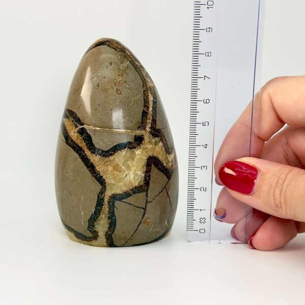 Septarie Freeform Krystal Sten i hånd med lineal på hvid baggrund