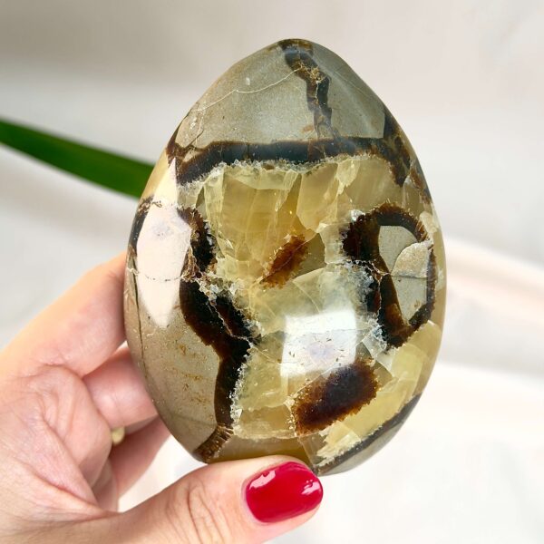 Septarie Freeform Krystal Sten i hånd på hvid baggrund