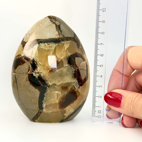 Septarie Freeform Krystal Sten i hånd med lineal på hvid baggrund