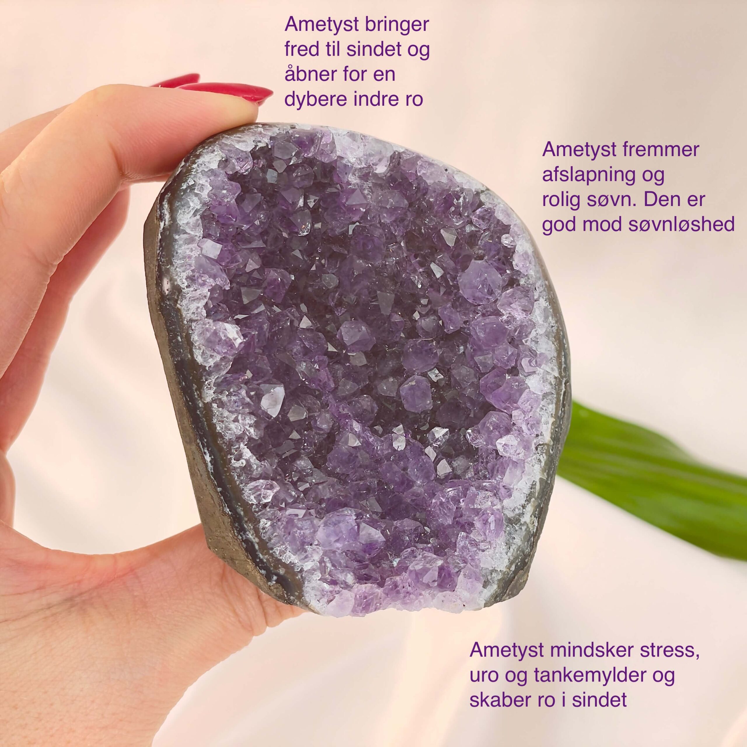 Ametyst Premium Grotte Krystal Sten i hånd på hvid baggrund med tags