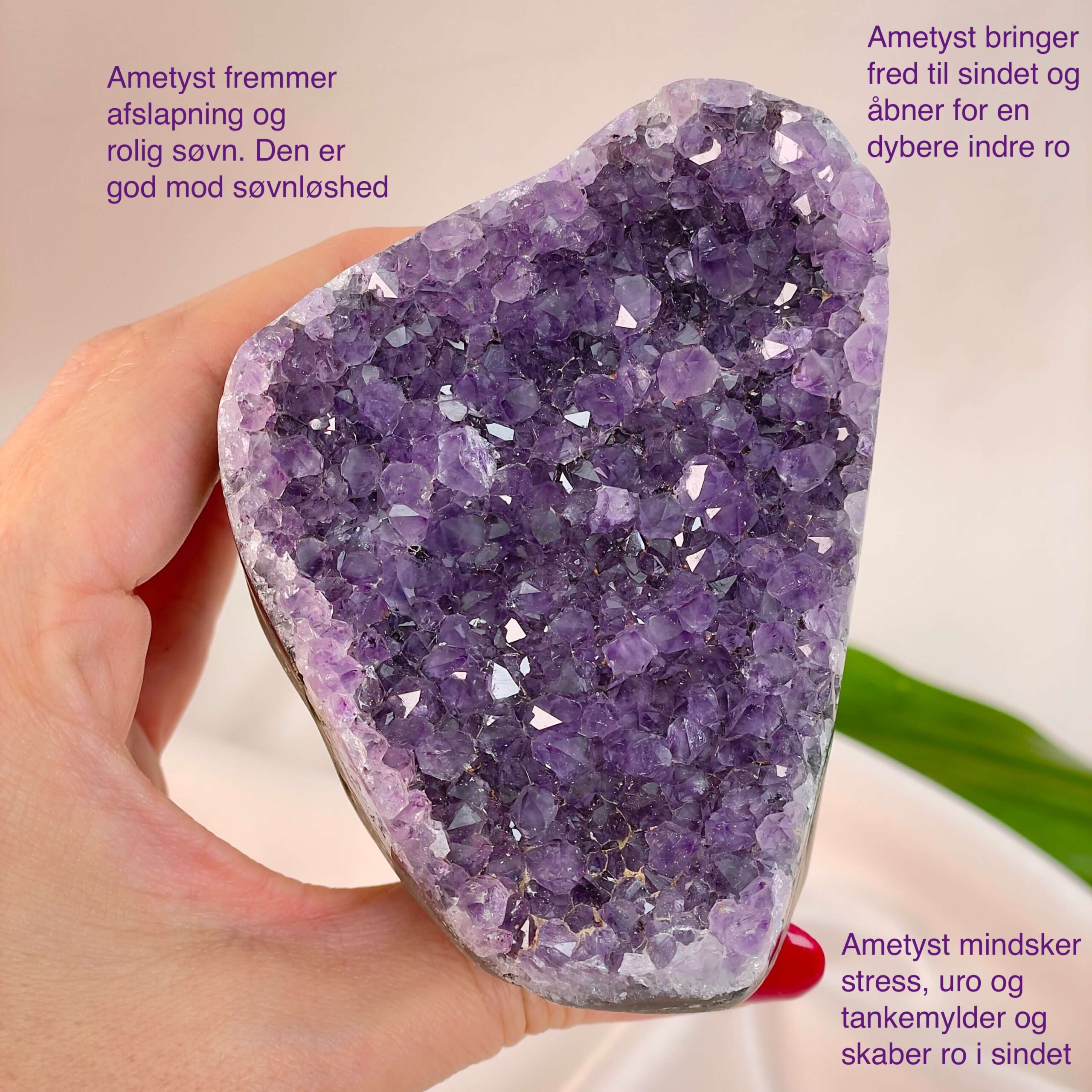 Ametyst Premium Grotte Krystal Sten i hånd på hvid baggrund med tags