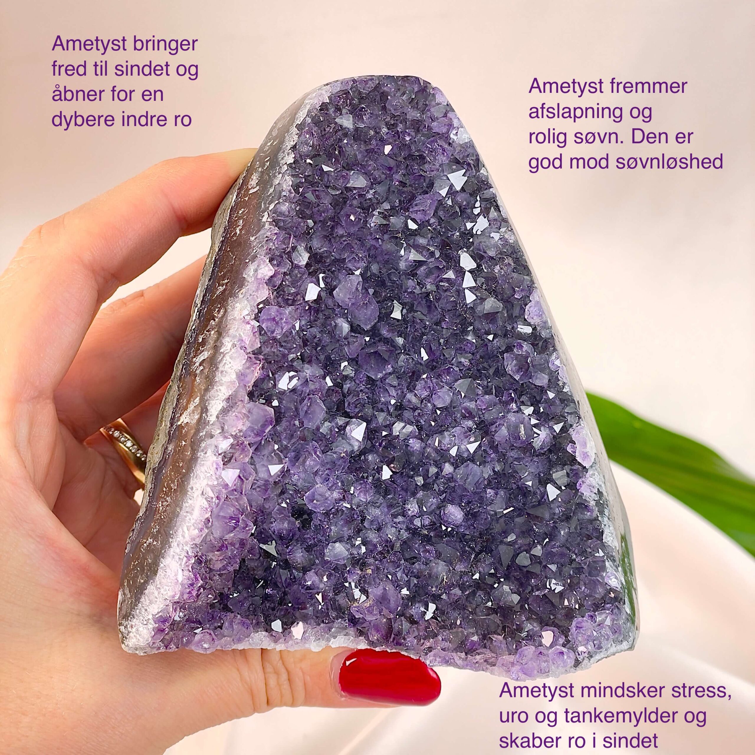 Ametyst Premium Grotte Krystal Sten i hånd på hvid baggrund med tags