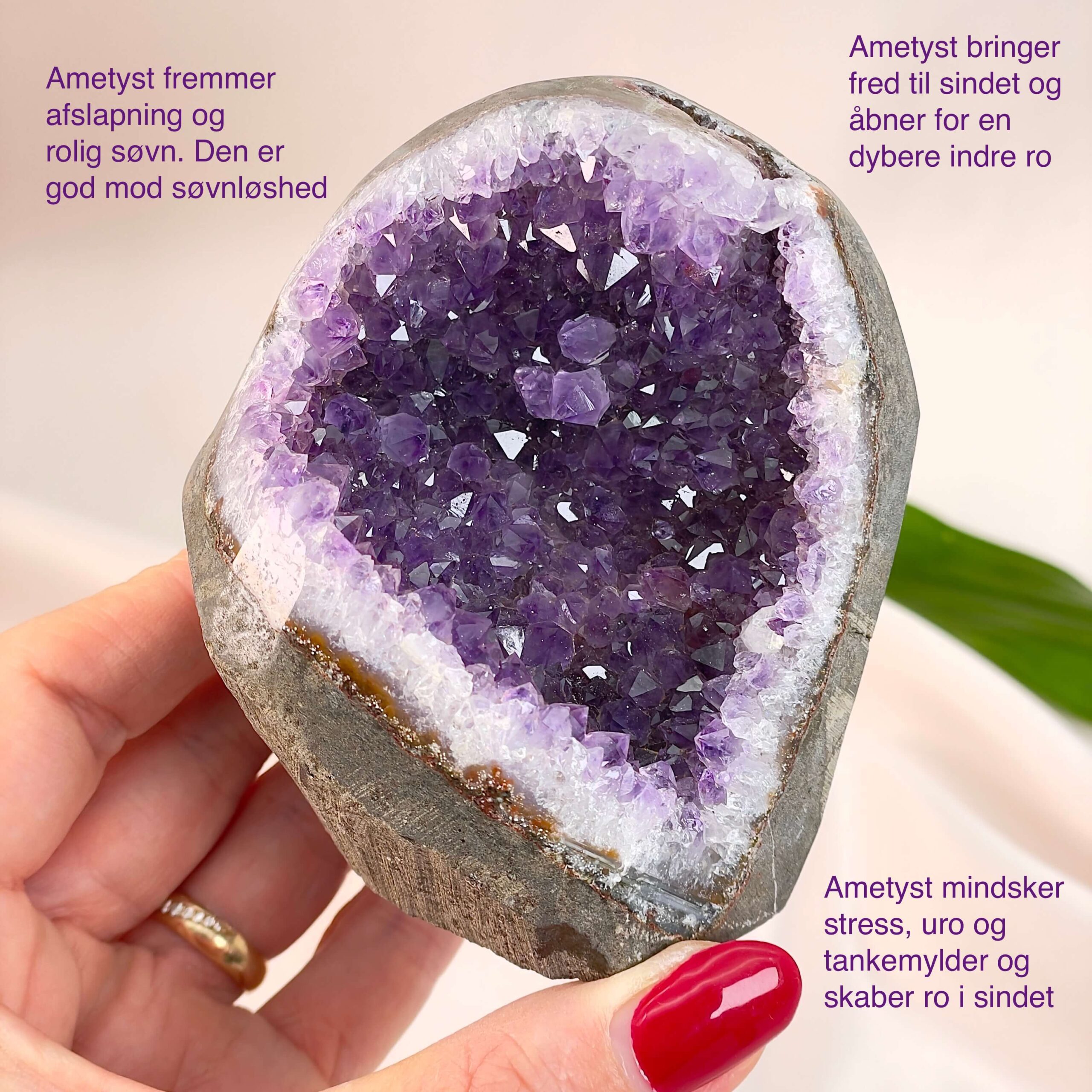 Ametyst Premium Grotte Krystal Sten i hånd på hvid baggrund med tags