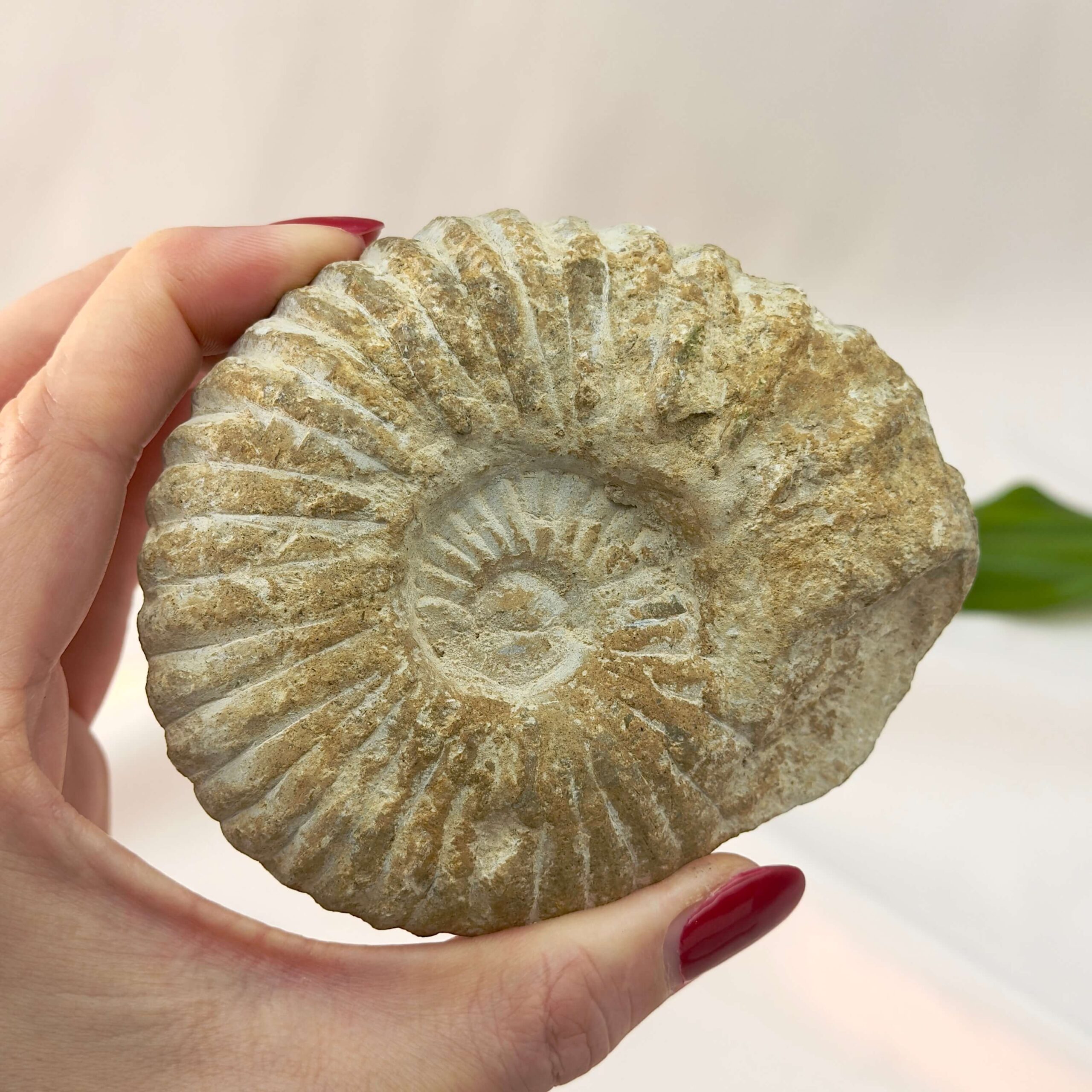 Ammonit Fossil rå sten i hånd på hvid baggrund