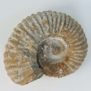 Ammonit Fossil rå sten på hvid baggrund