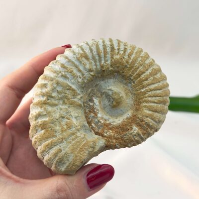 Ammonit Fossil rå sten i hånd på hvid baggrund