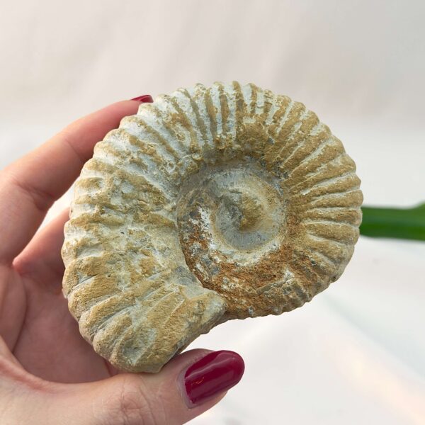 Ammonit Fossil rå sten i hånd på hvid baggrund