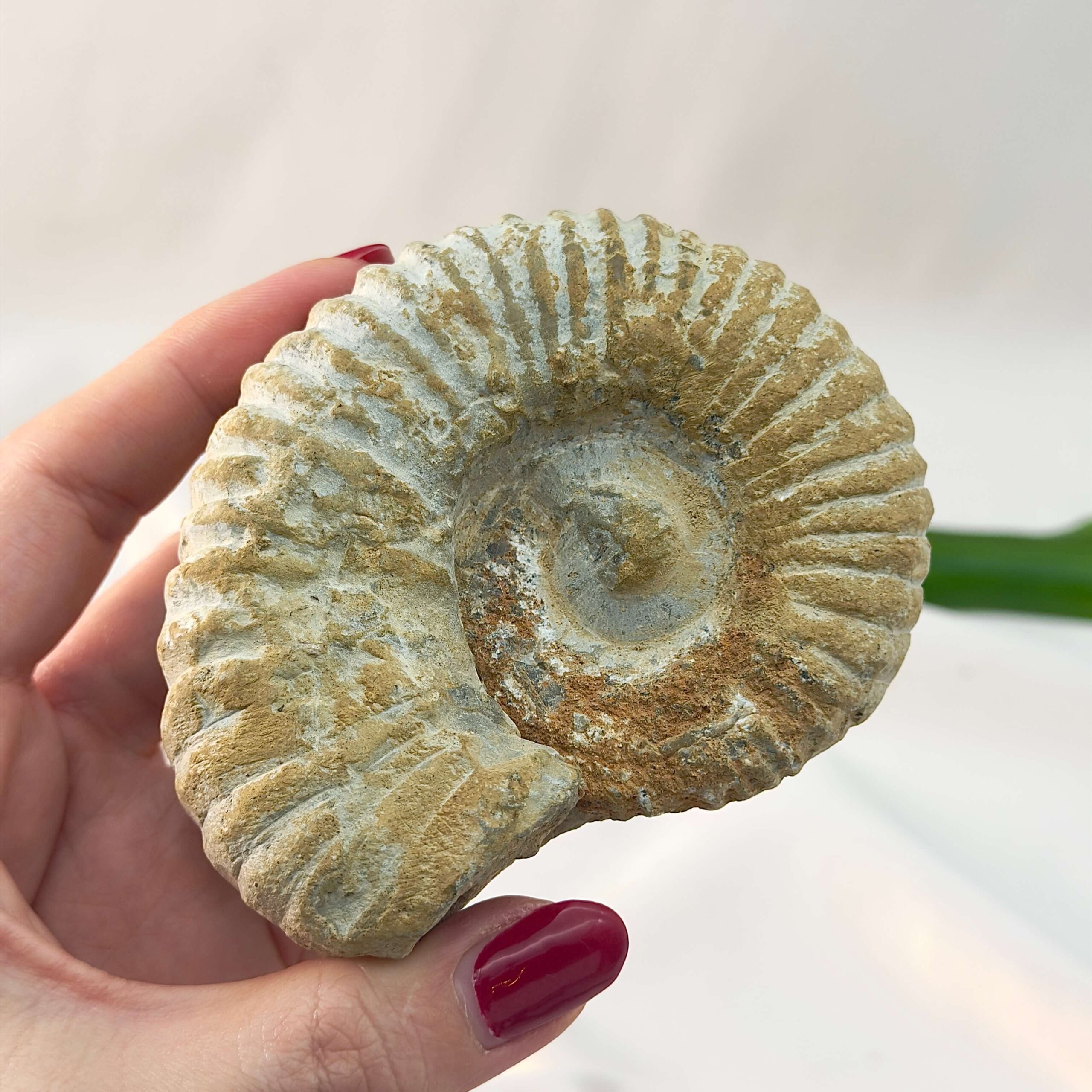 Ammonit Fossil rå sten i hånd på hvid baggrund