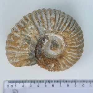 Ammonit Fossil rå sten med lineal på hvid baggrund