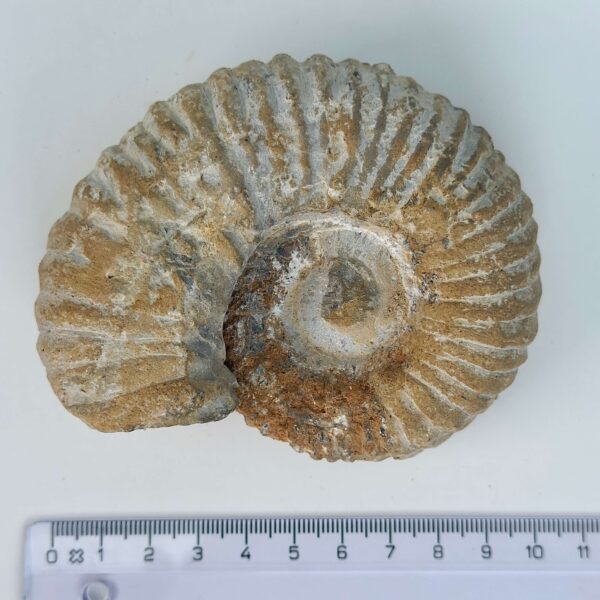 Ammonit Fossil rå sten med lineal på hvid baggrund