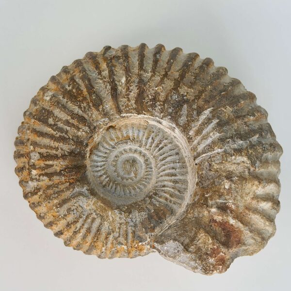 Ammonit Fossil rå sten på hvid baggrund