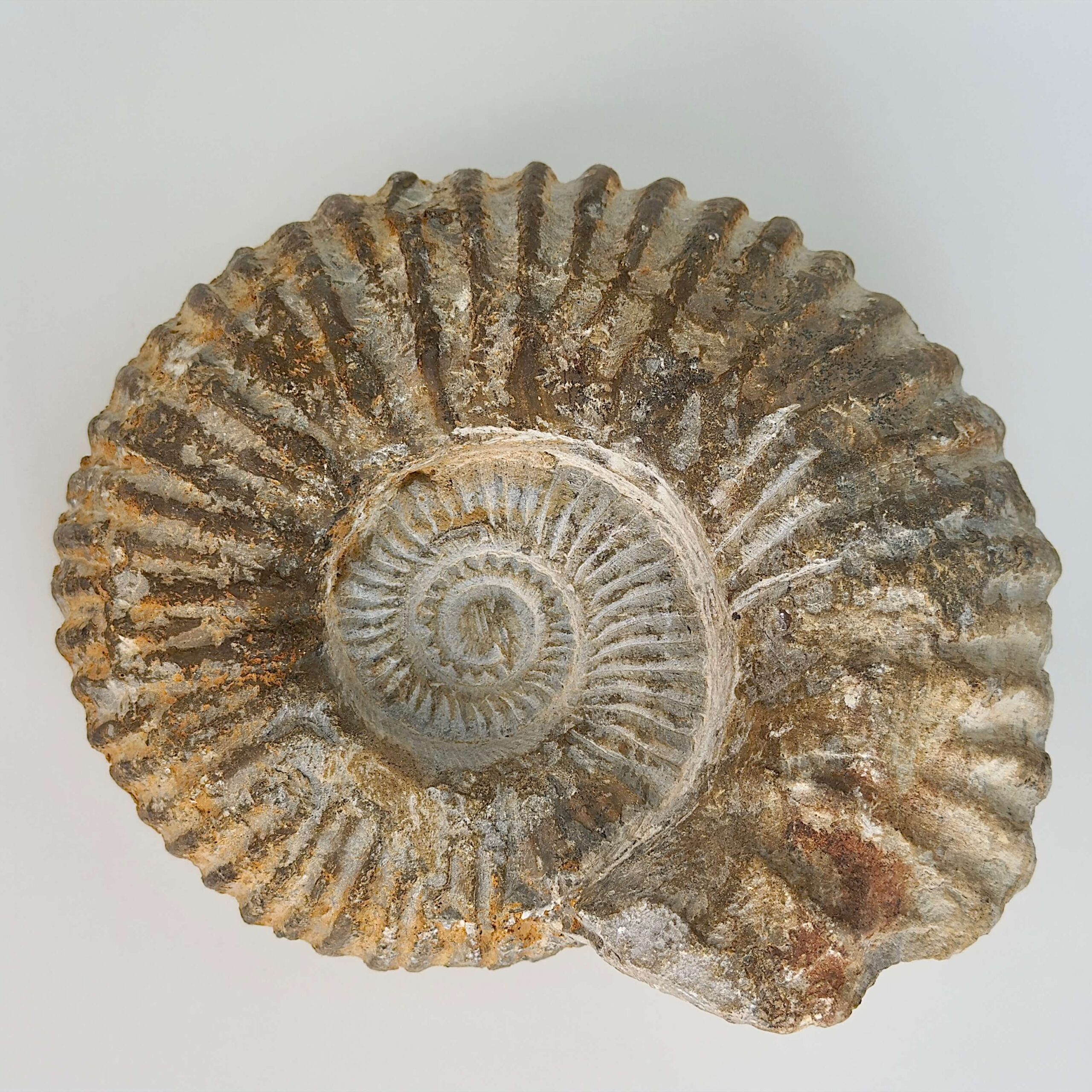 Ammonit Fossil rå sten på hvid baggrund