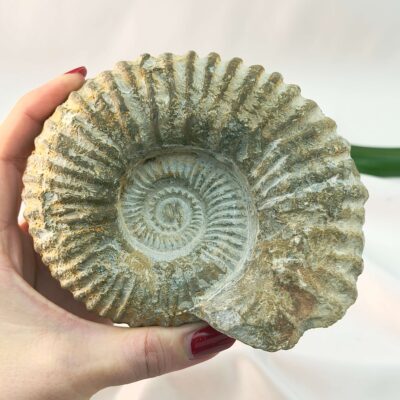 Ammonit Fossil rå sten i hånd på hvid baggrund