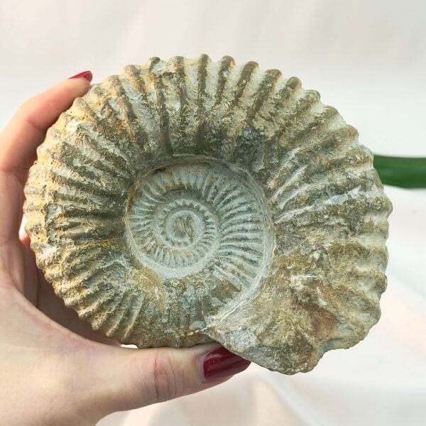 Ammonit Fossil rå sten i hånd på hvid baggrund