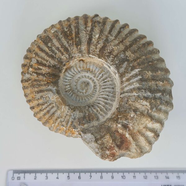 Ammonit Fossil rå sten med lineal på hvid baggrund