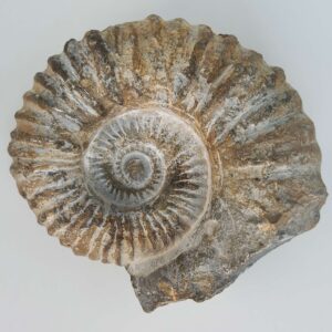 Ammonit Fossil rå sten på hvid baggrund