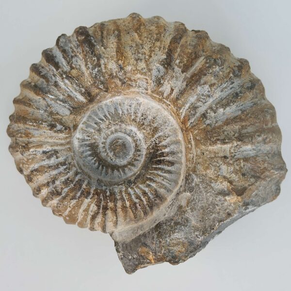 Ammonit Fossil rå sten på hvid baggrund