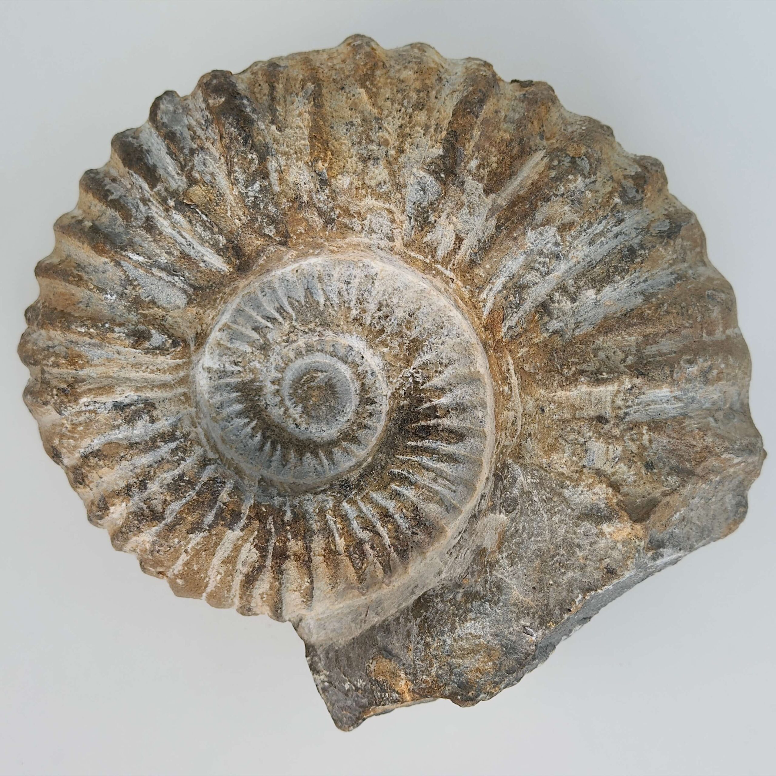 Ammonit Fossil rå sten på hvid baggrund