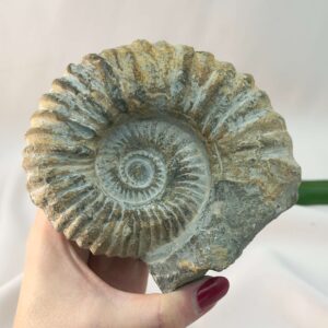 Ammonit Fossil rå sten i hånd på hvid baggrund