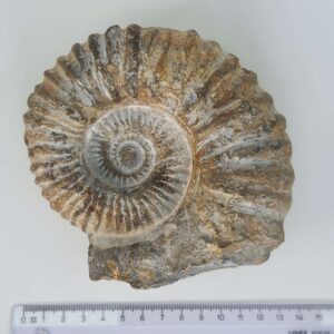 Ammonit Fossil rå sten med lineal på hvid baggrund