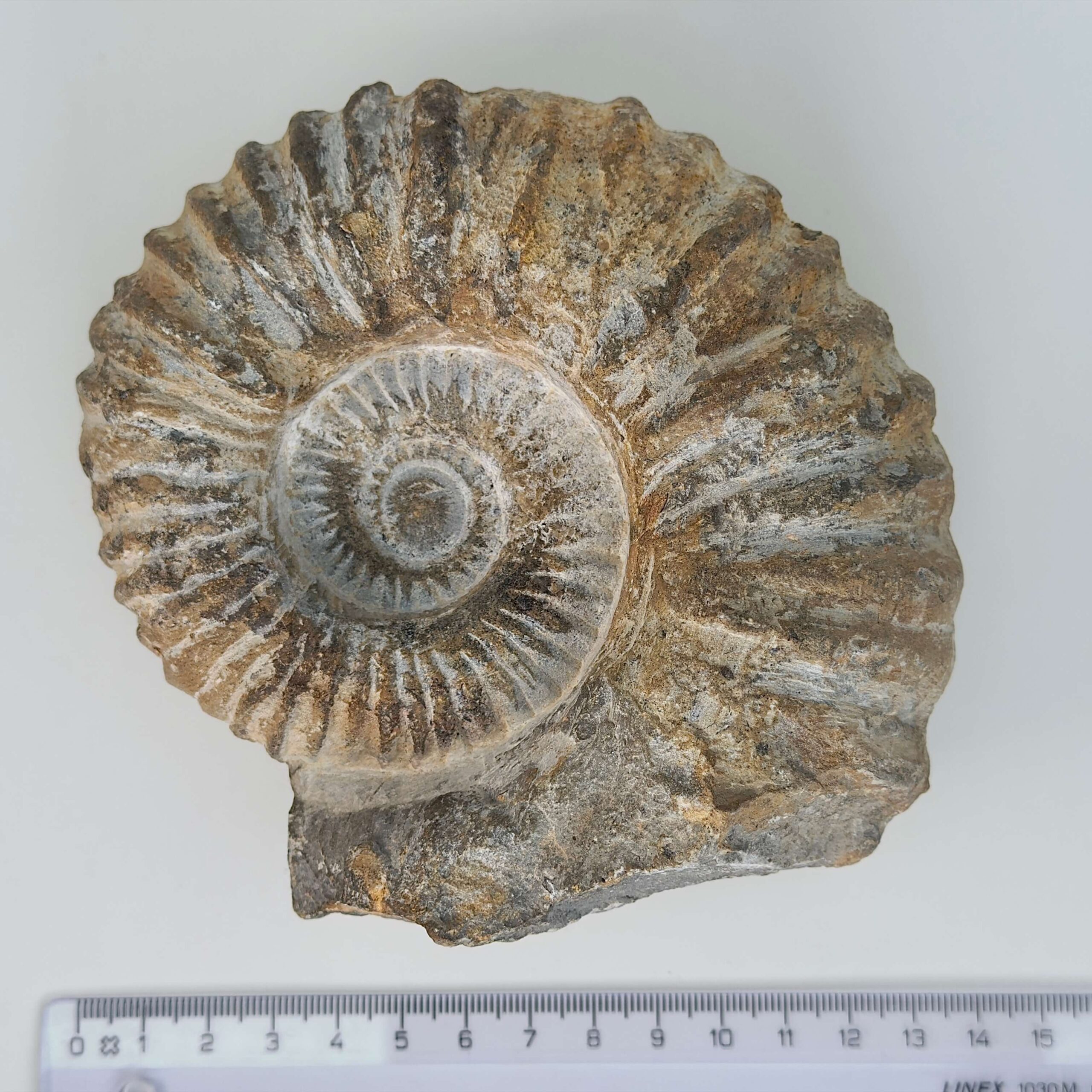 Ammonit Fossil rå sten med lineal på hvid baggrund