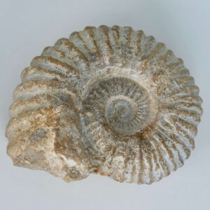 Ammonit Fossil rå sten på hvid baggrund