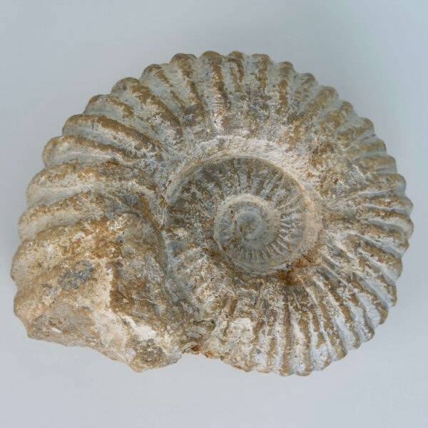 Ammonit Fossil rå sten på hvid baggrund