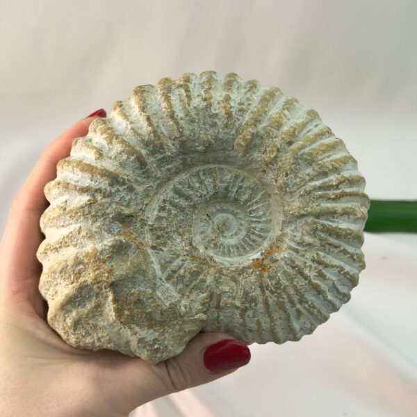 Ammonit Fossil rå sten i hånd på hvid baggrund