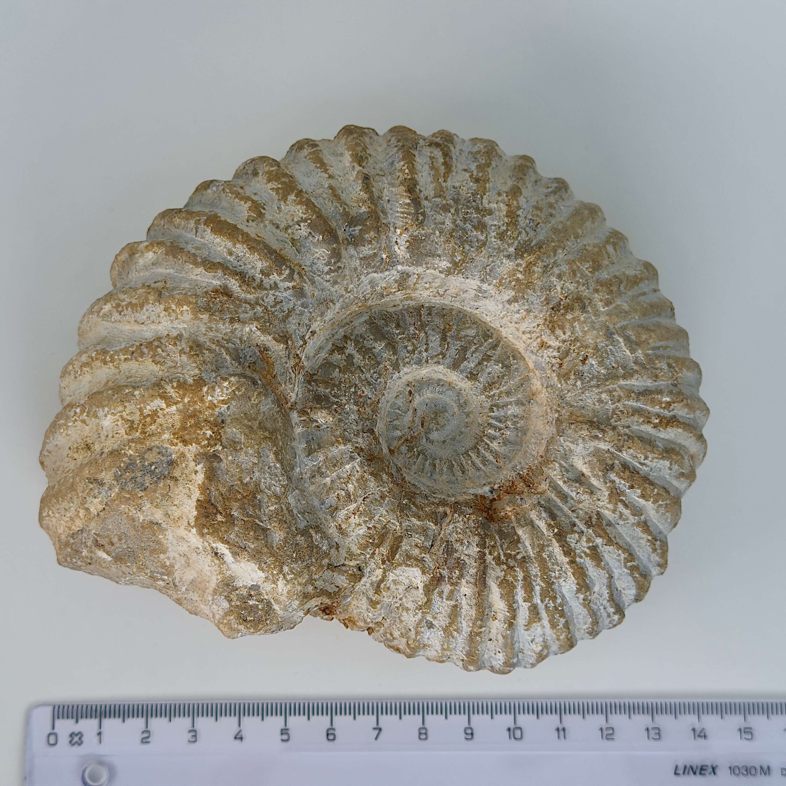 Ammonit Fossil rå sten med lineal på hvid baggrund