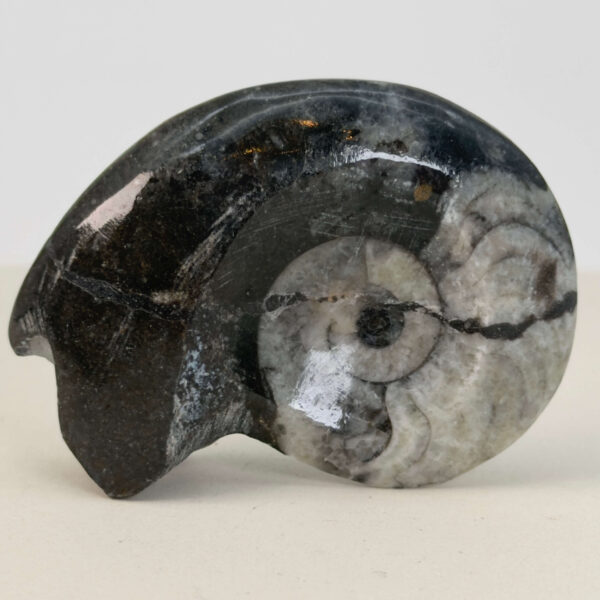 Goniatit Fossil rå sten på hvid baggrund