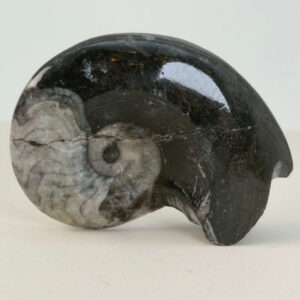 Goniatit Fossil rå sten på hvid baggrund