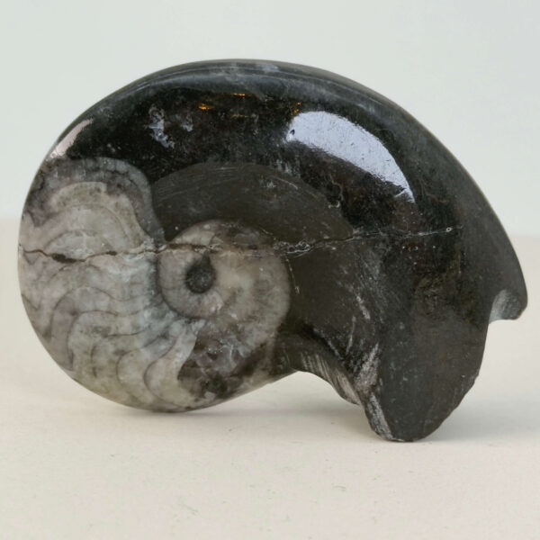 Goniatit Fossil rå sten på hvid baggrund