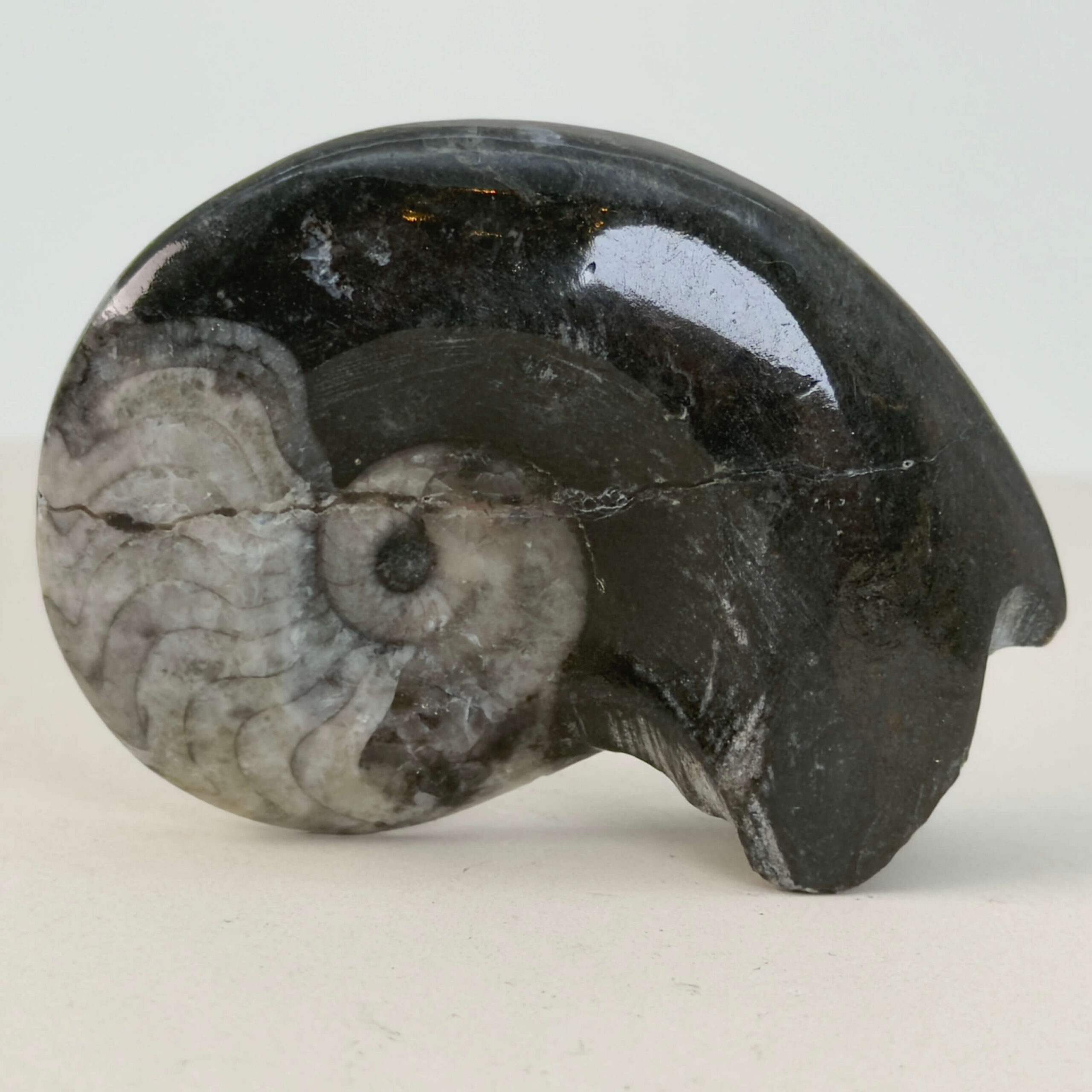 Goniatit Fossil rå sten på hvid baggrund