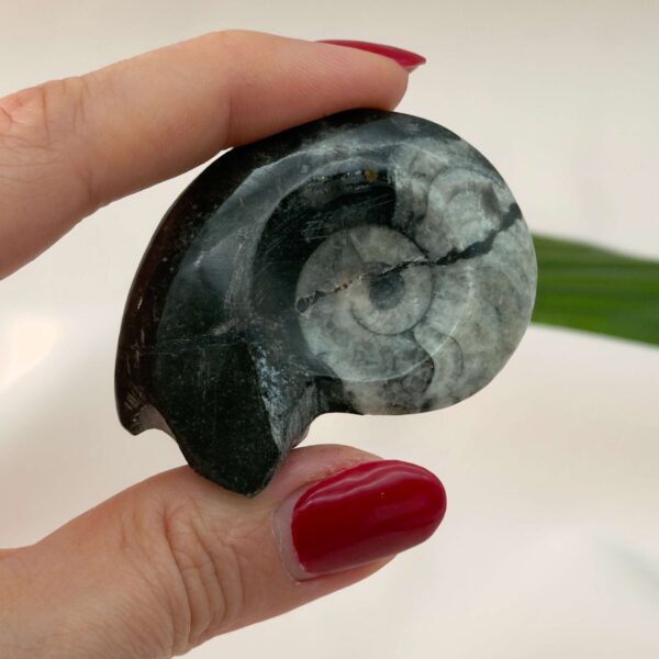 Goniatit Fossil rå sten i hånd på hvid baggrund