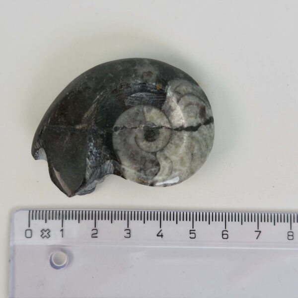 Goniatit Fossil rå sten med lineal på hvid baggrund