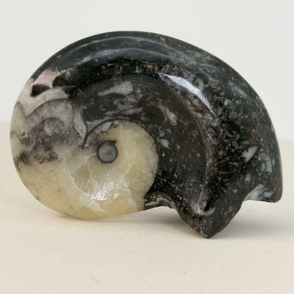 Goniatit Fossil rå sten på hvid baggrund