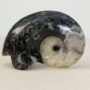 Goniatit Fossil rå sten på hvid baggrund