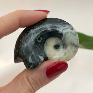 Goniatit Fossil rå sten i hånd på hvid baggrund