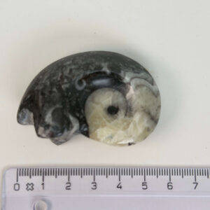 Goniatit Fossil rå sten med lineal på hvid baggrund