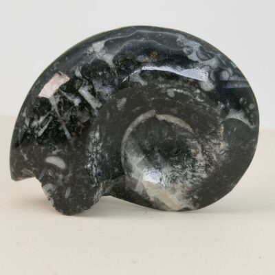 Goniatit Fossil rå sten på hvid baggrund