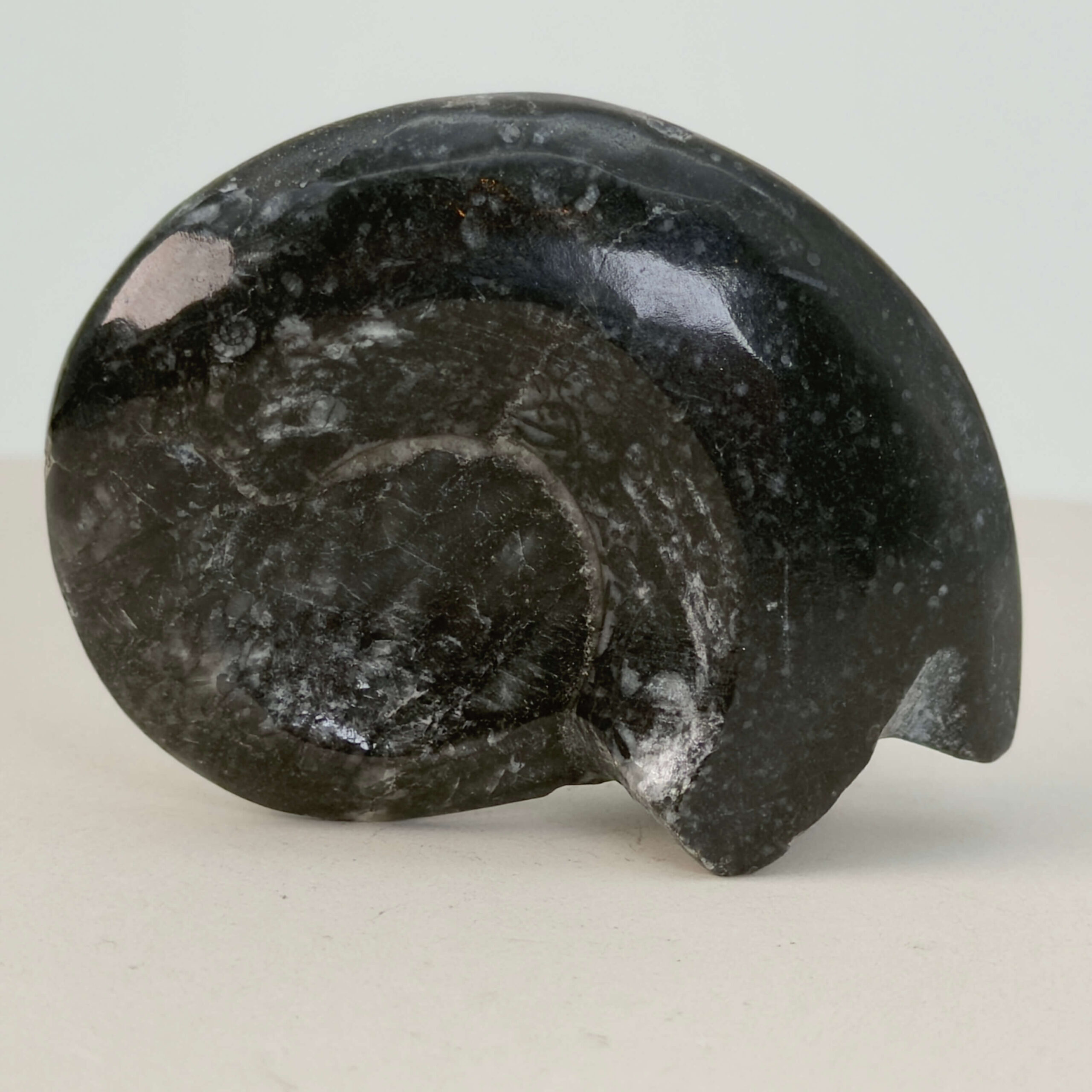 Goniatit Fossil rå sten på hvid baggrund