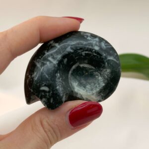 Goniatit Fossil rå sten i hånd på hvid baggrund